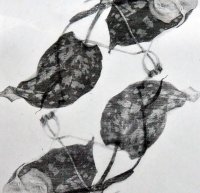 plebodium aureum scan